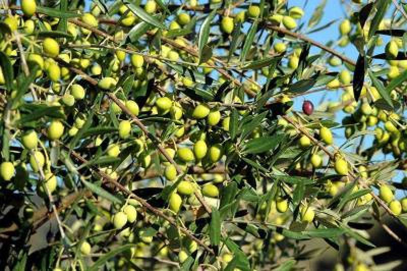 Ψεκασμοί δακοκτονίας σε περιοχές της Μεσσηνίας