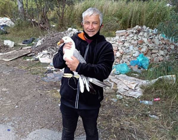 Τραυματισμένο θαλασσοπούλι