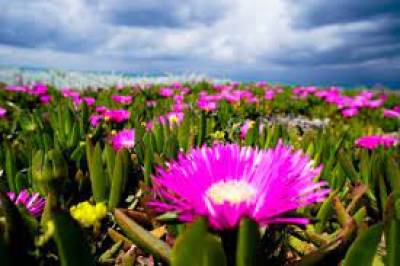 Ο καιρός ανήμερα την Πρωτομαγιά