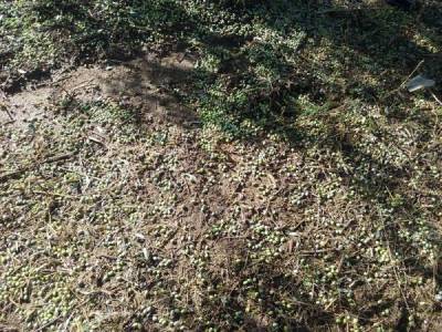 Εκτιμήσεις του ΕΛΓΑ για ζημιές στην Τριφυλία