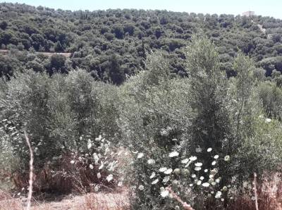 102 συμβασιούχοι στη Διεύθυνση Δασών Μεσσηνίας