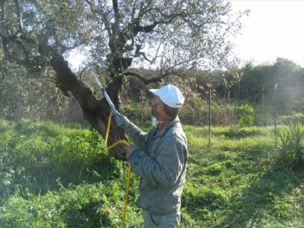 Μεσσηνία: Το πρόγραμμα δακοκτονίας (11 και 13/7)