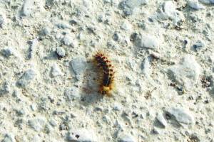 Επιδρομή κάμπιας στην Πλατανόβρυση Πυλίας