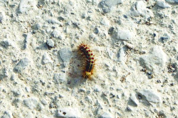 Επιδρομή κάμπιας στην Πλατανόβρυση Πυλίας