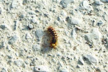 Επιδρομή κάμπιας στην Πλατανόβρυση Πυλίας