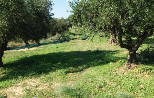 Τα λιοπερίβολα δεν είναι δάσος