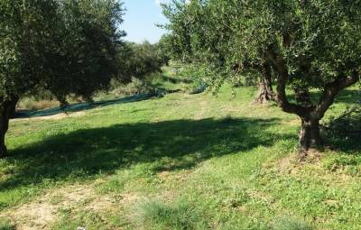 Τα λιοπερίβολα δεν είναι δάσος