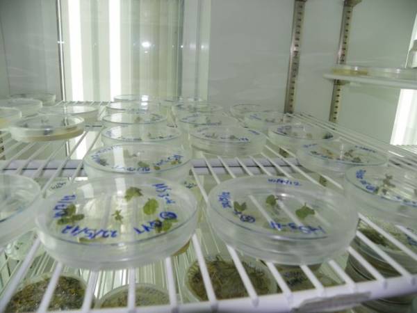 Πολλαπλασιασμός σπάνιων φυτών για την διάσωσή τους στο ΤΕΙ Πελοποννήσου (βίντεο-φωτογραφίες)