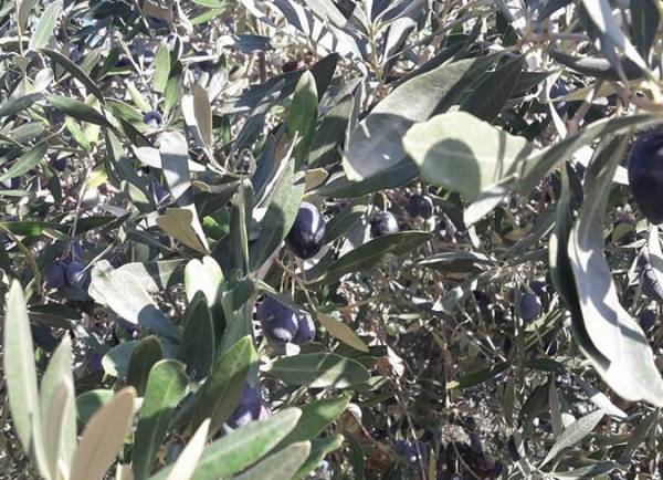 Επί Τάπητος: Κανένας δεν ανησυχεί για την ελαιοκαλλιέργεια;