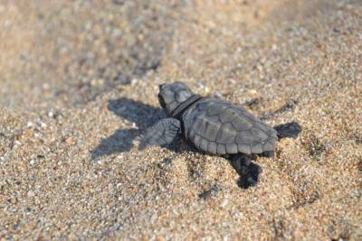 Εκσκαφή φωλιάς καρέτα – καρέτα στη Βοϊδοκοιλιά
