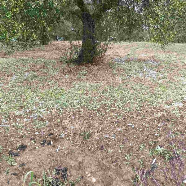 Πάνω από 80% οι ζημιές στην ελαιοπαραγωγή σε περιοχές της Τριφυλίας