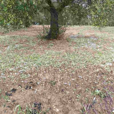 Πάνω από 80% οι ζημιές στην ελαιοπαραγωγή σε περιοχές της Τριφυλίας