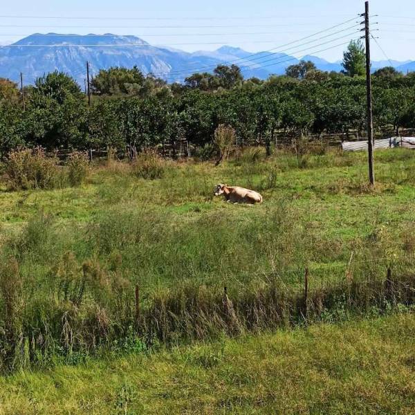 Ανάπτυξη με χοιρινά Ολλανδίας και σφέλα από γίδια Τουρκίας;