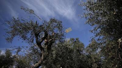 Euronews: Πτώση στην παραγωγή ελαιολάδου λόγω πανδημίας (βίντεο)