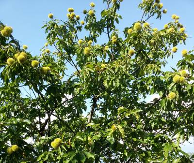 Συστάσεις να μην ψεκάσουν οι καστανοπαραγωγοί του Ταϋγέτου
