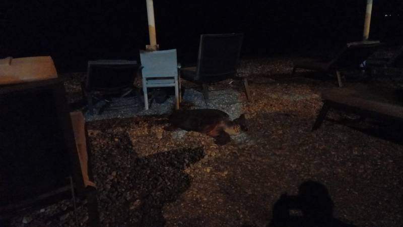 Χελώνα καρέτα καρέτα τράβηξε τα βλέμματα στην Παραλία της Καλαμάτας (βίντεο)