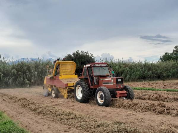 Στο 1,35 η τιμή του φιστικιού