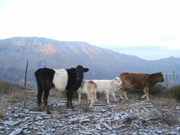Ανεξέλεγκτη η κατάσταση με τα γελάδια στον Ταΰγετο