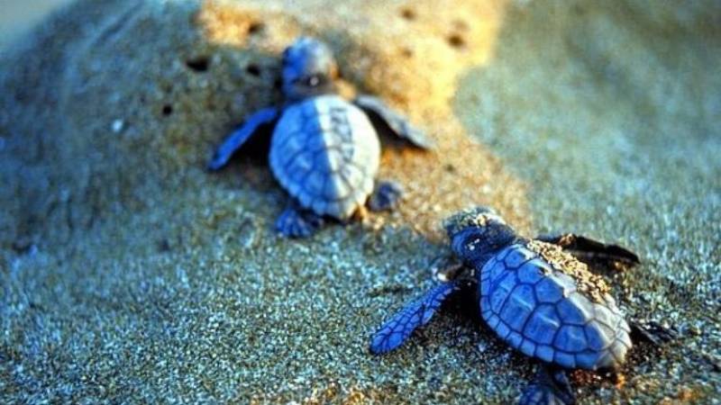Οι στόχοι διατήρησης για είδη ορνιθοπανίδας στις Ζώνες Ειδικής Προστασίας του δικτύου Natura 2000
