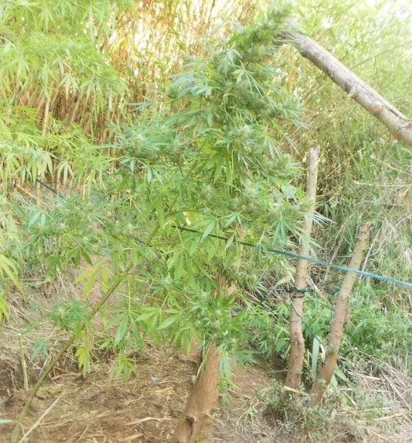 Σύλληψη δύο ατόμων για χασισοφυτεία στο Δήμο Οιχαλίας