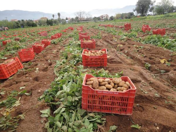 Την Κυριακή βγαίνουν οι πρώτες πατάτες στη Μεσσήνη