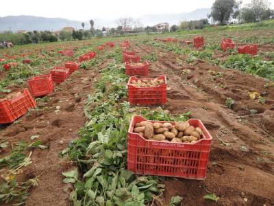 Την Κυριακή βγαίνουν οι πρώτες πατάτες στη Μεσσήνη