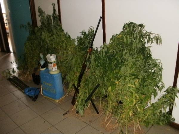 Δεύτερη σύλληψη για τη χασισοφυτεία