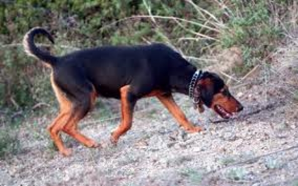 Καταγγελία για φόλες στο Λυκόβουνο Δαφνίου από τον Κυνηγετικό Σύλλογο Σπάρτης