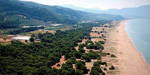 Μεσσηνία: Πολύς κόσμος φέτος στην Ελαία