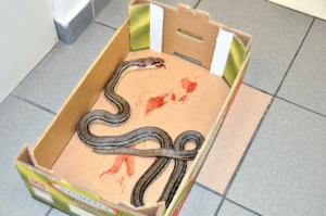 Φίδι σε διαμέρισμα 4ου ορόφου - Μπήκε από διπλανό ακαθάριστο οικόπεδο