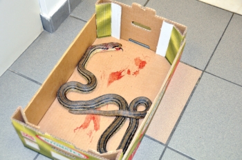 Φίδι σε διαμέρισμα 4ου ορόφου - Μπήκε από διπλανό ακαθάριστο οικόπεδο