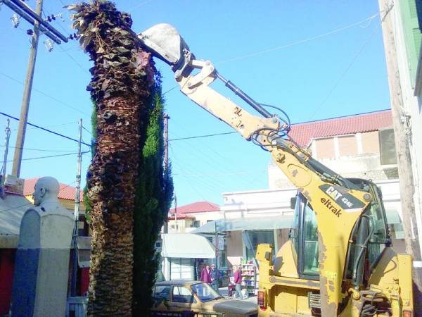 Απομακρύνθηκαν οι ξεραμένοι φοίνικες από το Δικαστικό Μέγαρο Κυπαρισσίας