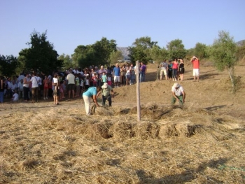 Παραδοσιακό αλώνισμα στην Πλάτη Τριφυλίας (φωτο)