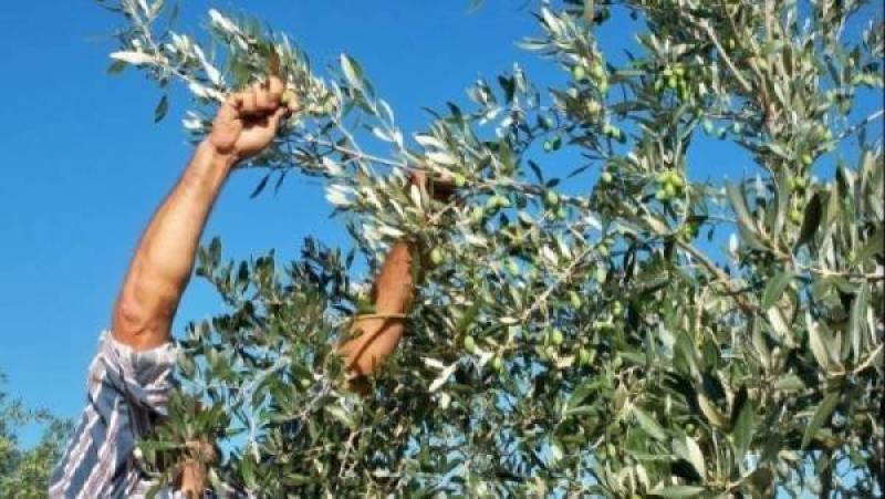 Μια εξαιρετικά δύσκολη χρονιά για τη Μεσσηνία