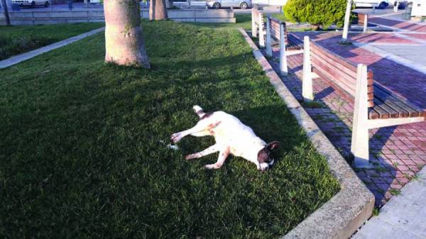 Αντιδράσεις στους Γαργαλιάνους για τις φόλες