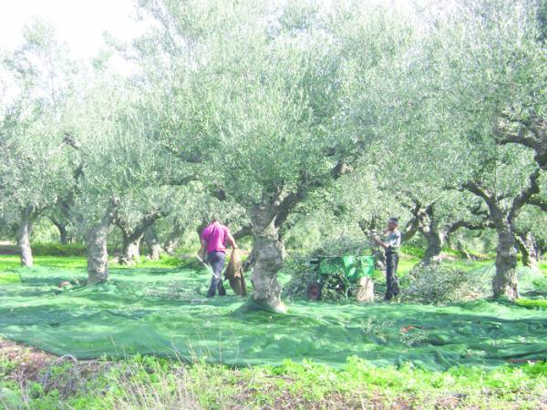 Απογοητευμένοι από τις τιμές οι ελαιοπαραγωγοί