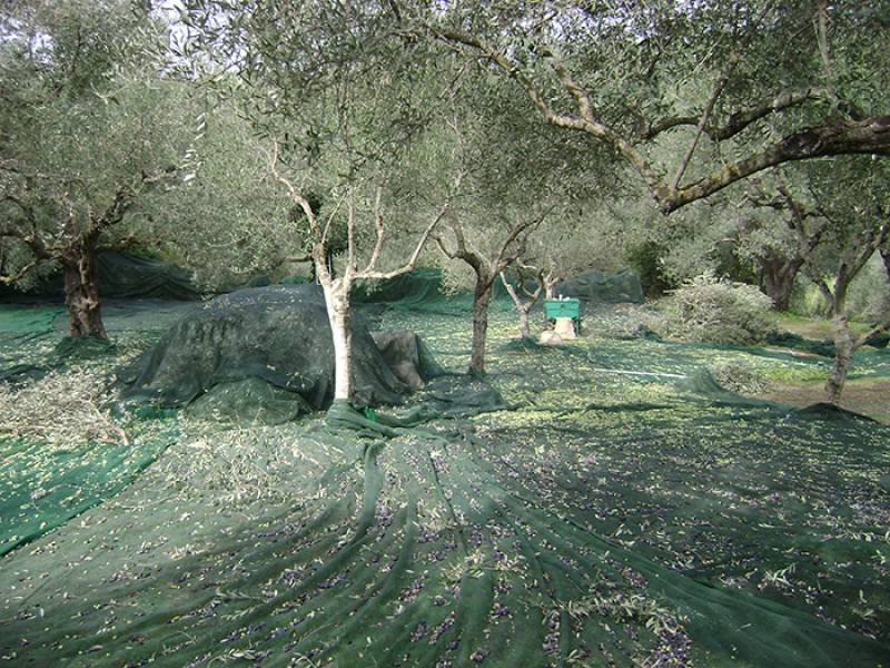 Αποζημίωση για τη ζημιά στις ελιές ζητούν Μεσσήνιοι αγρότες