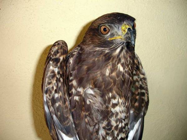 Τραυματισμένο γεράκι βρέθηκε στον Ταΰγετο