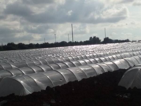 Ξεκίνησαν οι φυτεύσεις των πρώιμων καρπουζιών στην Τριφυλία