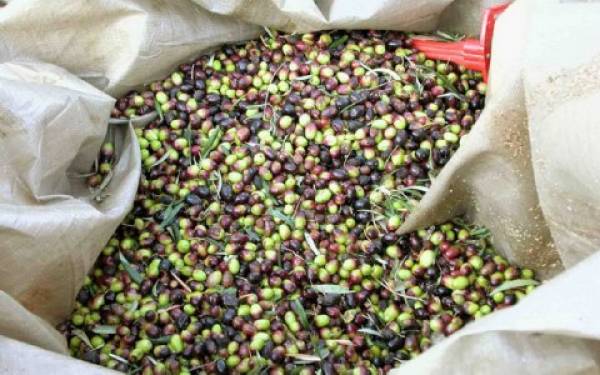 Οι τσιγγάνοι για το μάζεμα της ελιάς