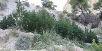 "Ορφανή" χασισοφυτεία με 135 δενδρύλλια σε χωριό του Ξυλοκάστρου