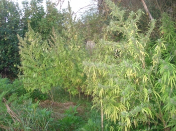 35χρονος με χασίς στη Γορτυνία