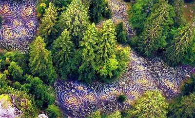 Η γλώσσα - Οι αισθήσεις - Η μνήμη και το "Διαδίκτυο" των φυτών
