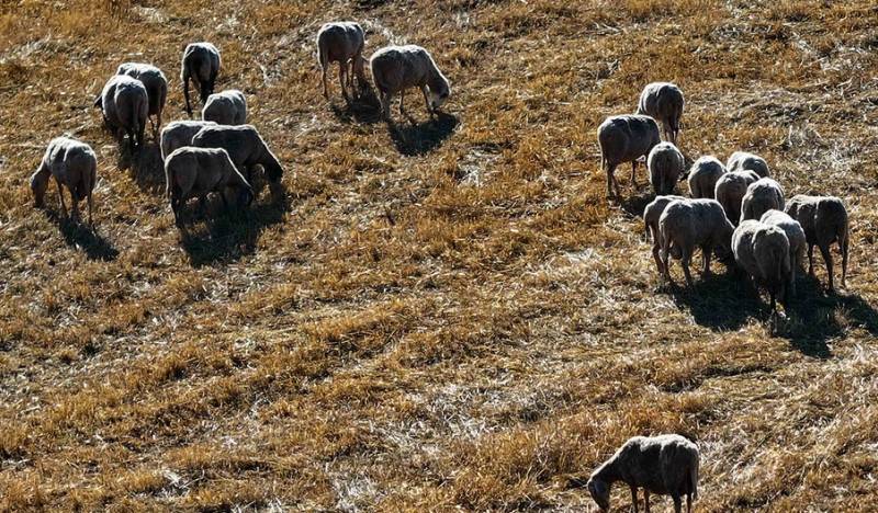 Ευλογιά των αιγοπροβάτων: Πάνω από 433.000 οι θανατώσεις – 80 νέα κρούσματα