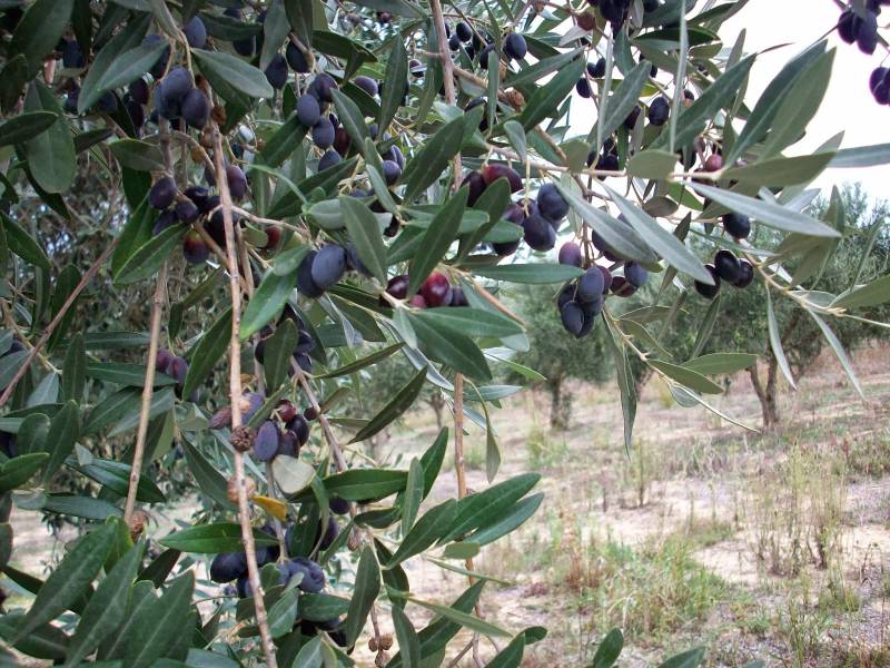 Μεσσήνη: Προβληματισμός για τον τρόπο που γίνεται η δακοκτονία