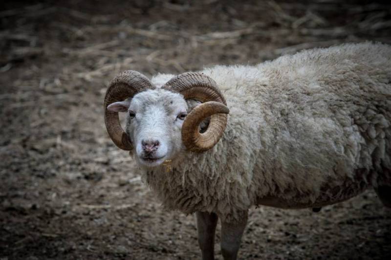 Νεκρός 63χρονος βοσκός στα Τρίκαλα από χτύπημα κριαριού (βίντεο)