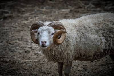 Νεκρός 63χρονος βοσκός στα Τρίκαλα από χτύπημα κριαριού (βίντεο)