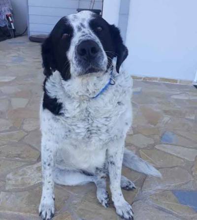 Ηλικιωμένος κακοποίησε τον "Μπετόβεν"