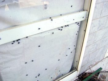 Βασίλειο της… μύγας το πρώην "Ατλάντικ" Κυπαρισσίας