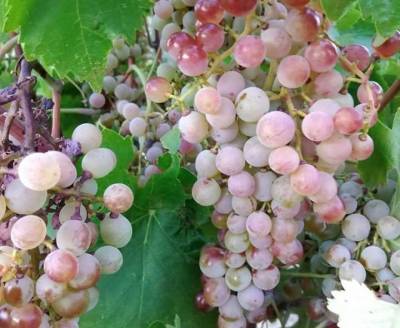 Ηρθε η ώρα για αναδιάρθρωση της σταφίδας και του σύκου